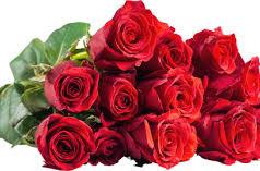 Rose flower 